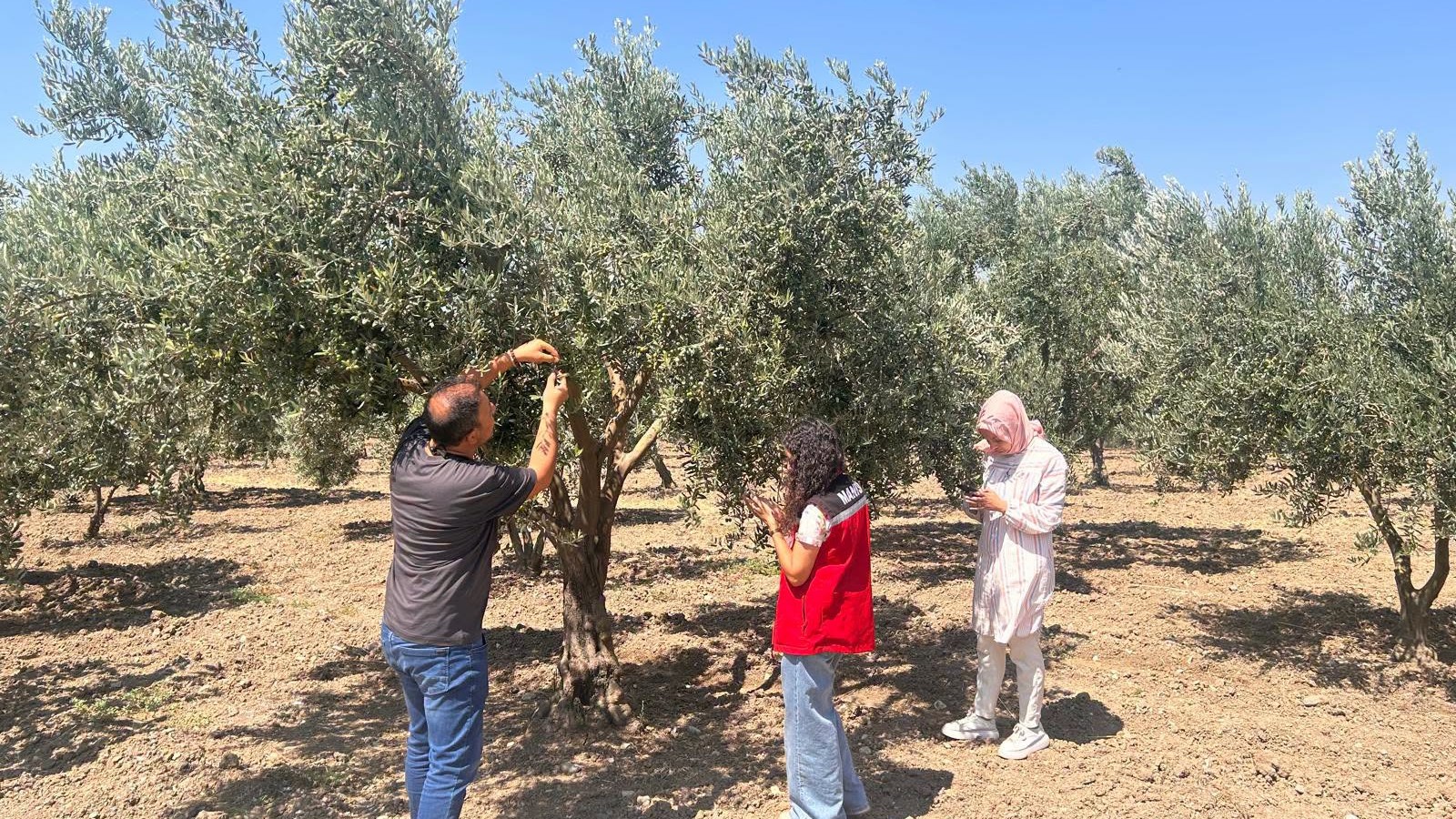 “Zeytin sineği sürvey çalışmalarımız devam ediyor”