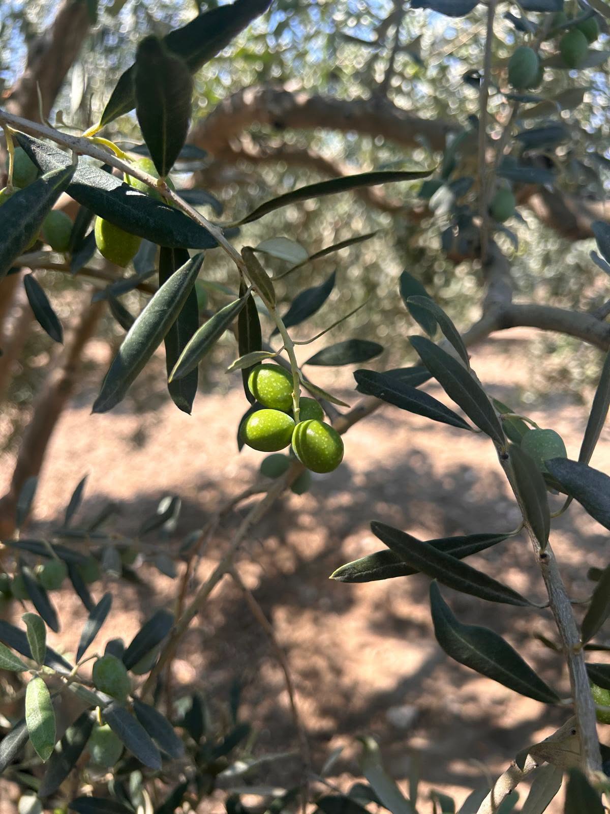 manisa-zeytin-sinegi-3-094213