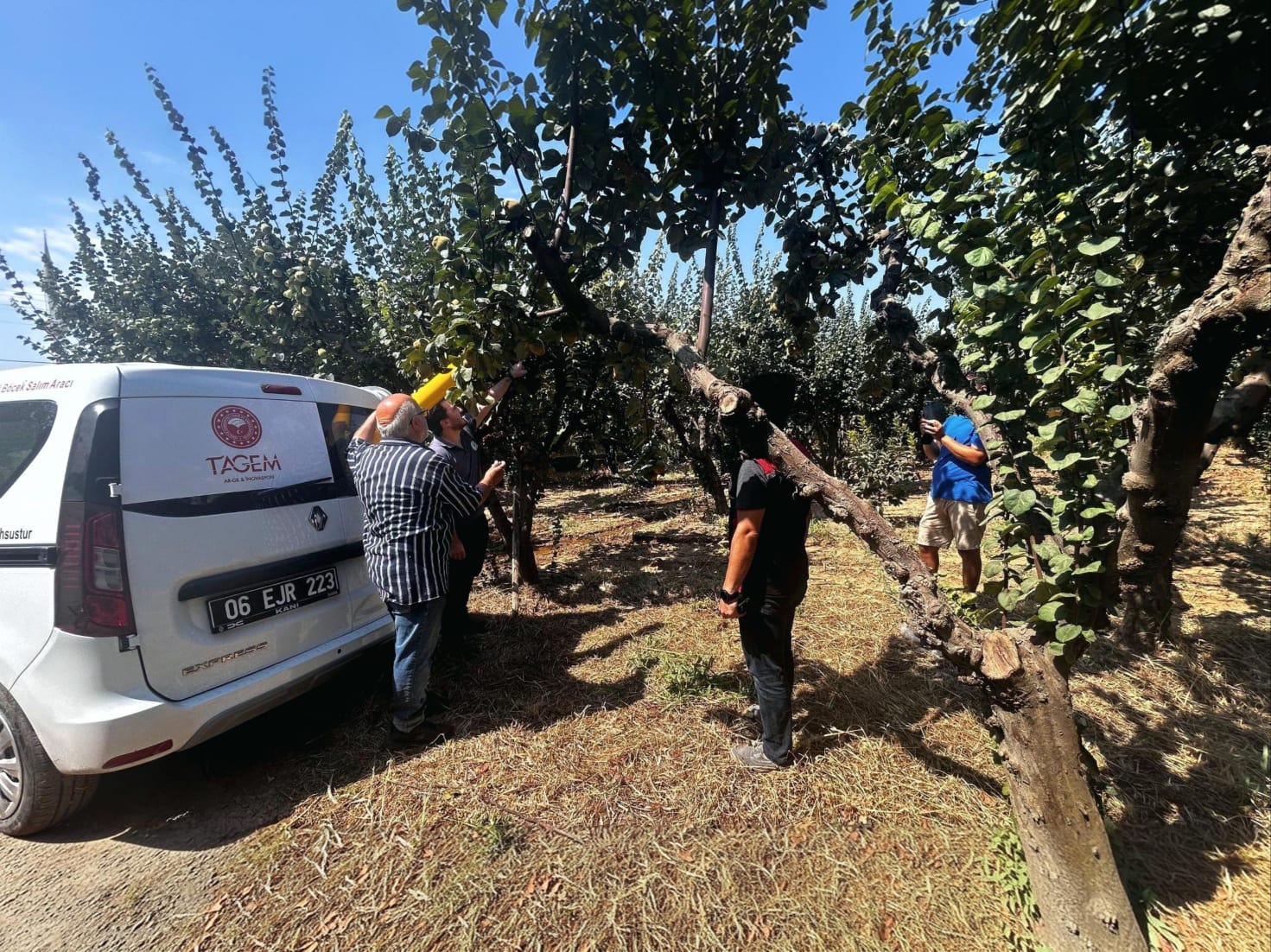 akdeniz-meyve-sinegi-2-015736