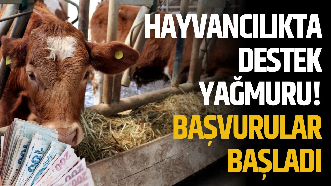 Hayvancılıkta destek yağmuru! Başvurular başladı