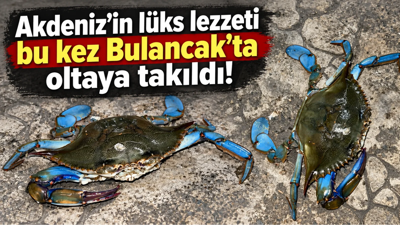 Akdeniz’in lüks lezzeti bu kez Bulancak’ta oltaya takıldı!