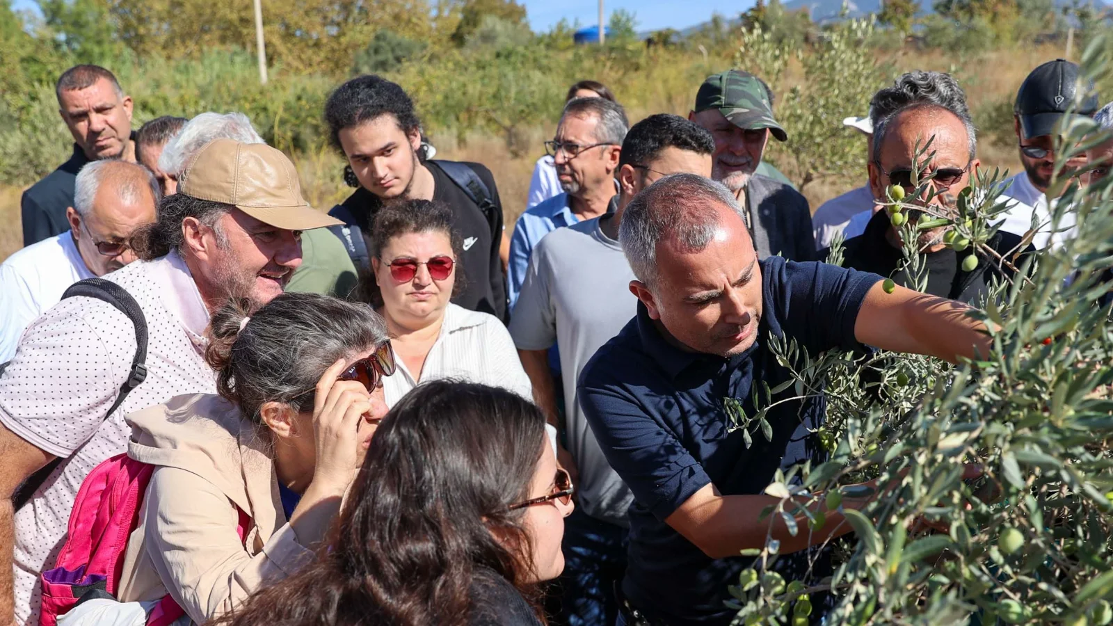 Çiftçilere sertifikalı zeytin budama eğitim verildi