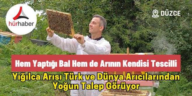 Yığılca arısı Türk ve Dünya arıcılarından yoğun talep görüyor
