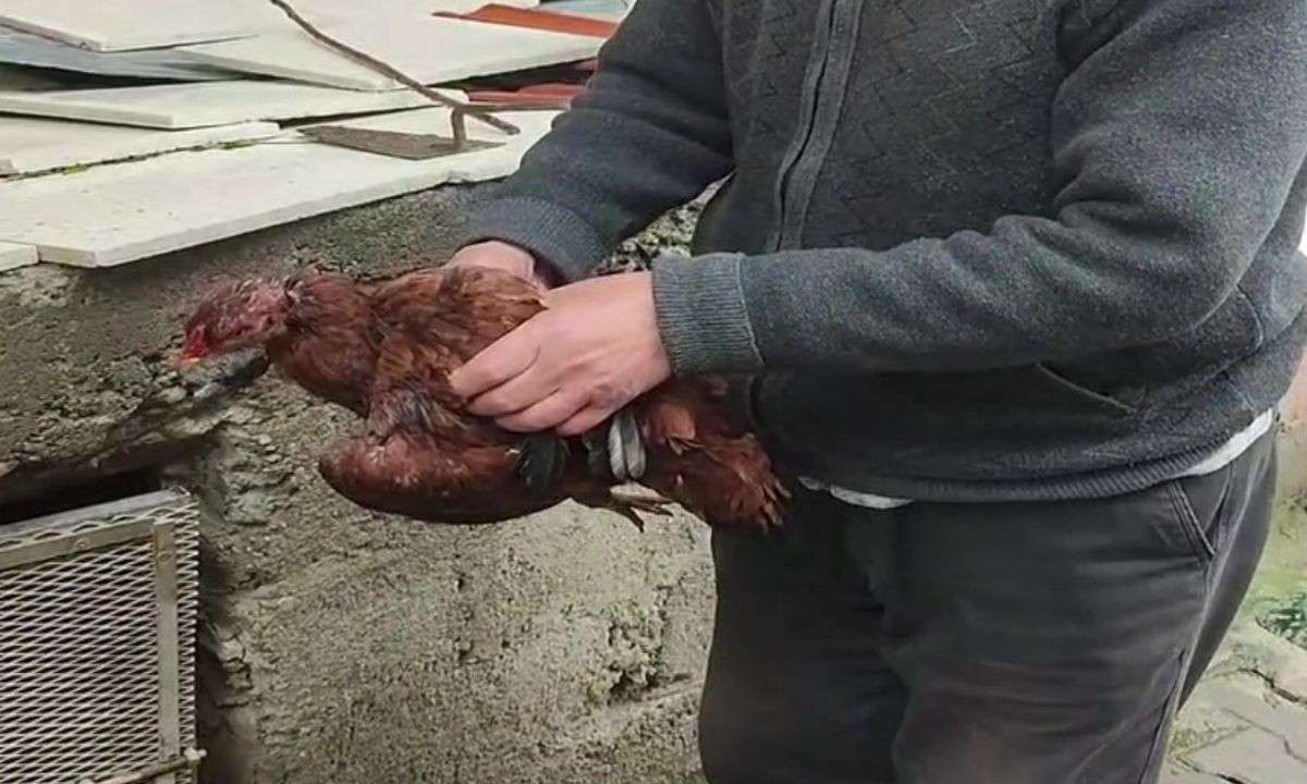 Boynuna ip bağlanan tavuğu vatandaşlar kurtardı!