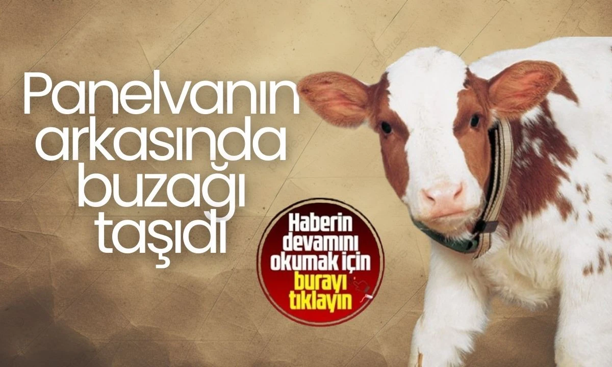 Panelvanın arkasında buzağı taşıdı