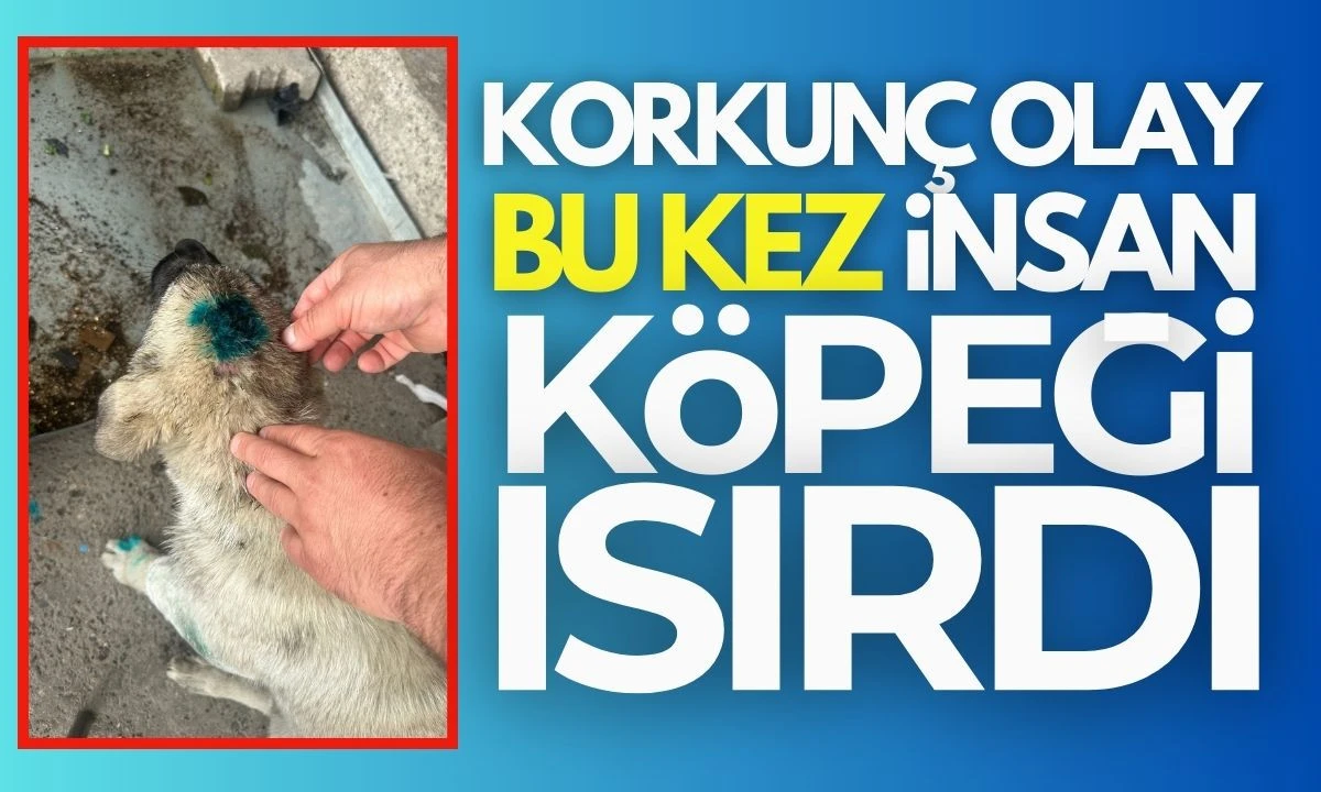 Yavru köpeği ısırıp etrafa zarar verdi