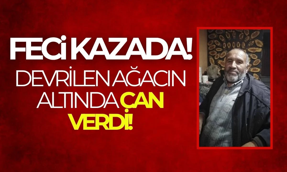 Ağaç kesim kazası: İşçi yaşamını yitirdi