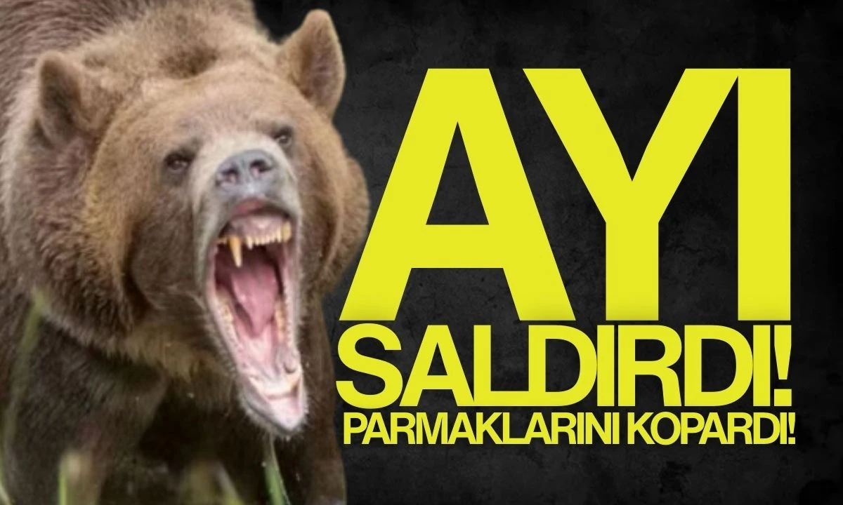 Ayı Saldırısı "Ayı Parmağını kopardı" Dehşet anlar 