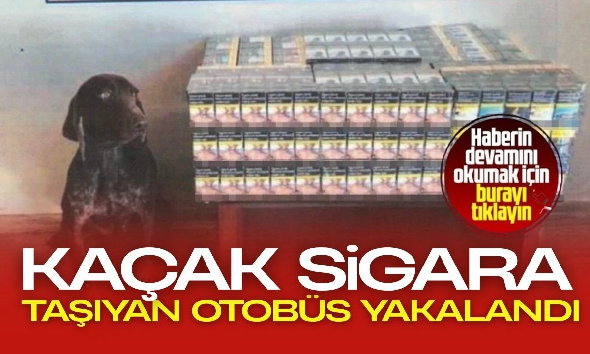 Kaçak Sigara Taşıyan Otobüs Yakalandı, 1 Gözaltı