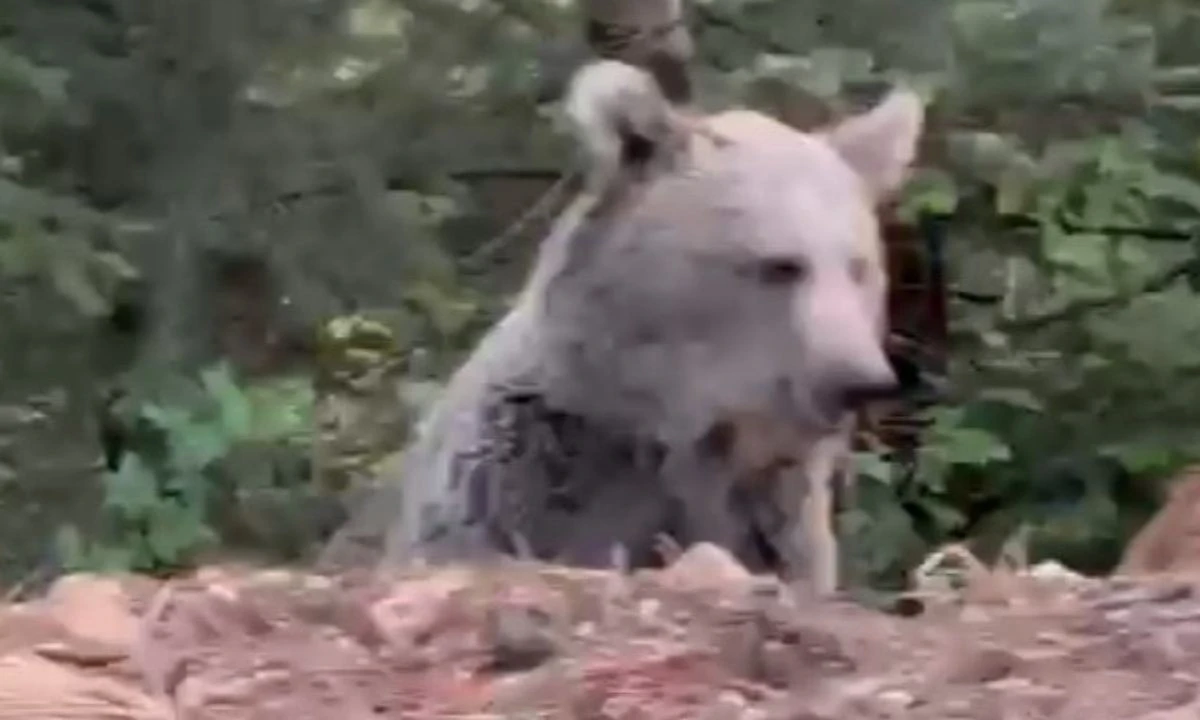 Bolu Yaylası'nda Ayı Videosu Viral Oldu