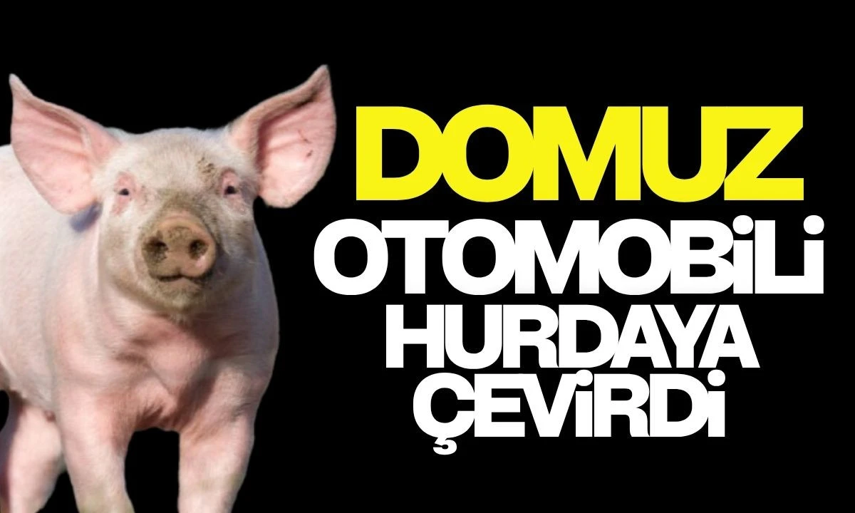 Domuz otomobili hurdaya çevirdi 1 yaralı 