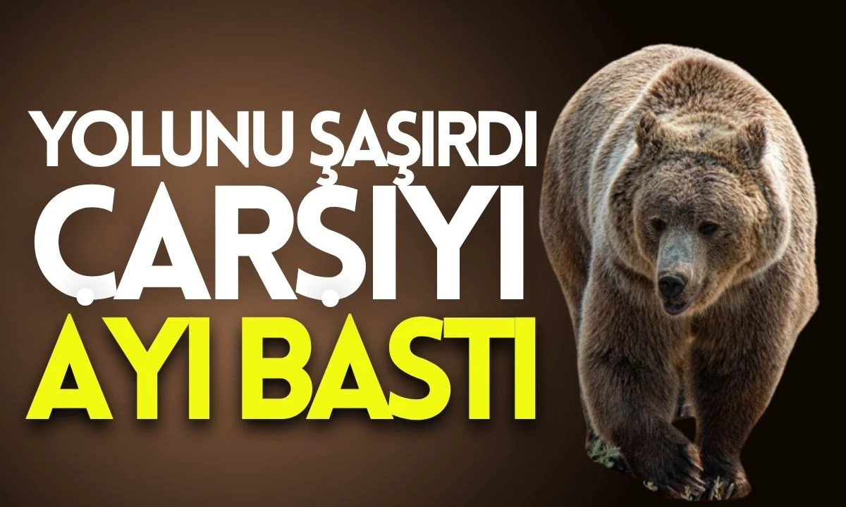 Yolunu şaşırdı çarşıyı ayı bastı 