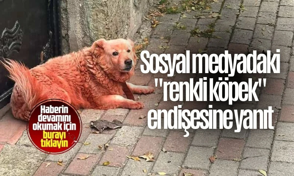 Sosyal medyadaki "renkli köpek" endişesine yanıt