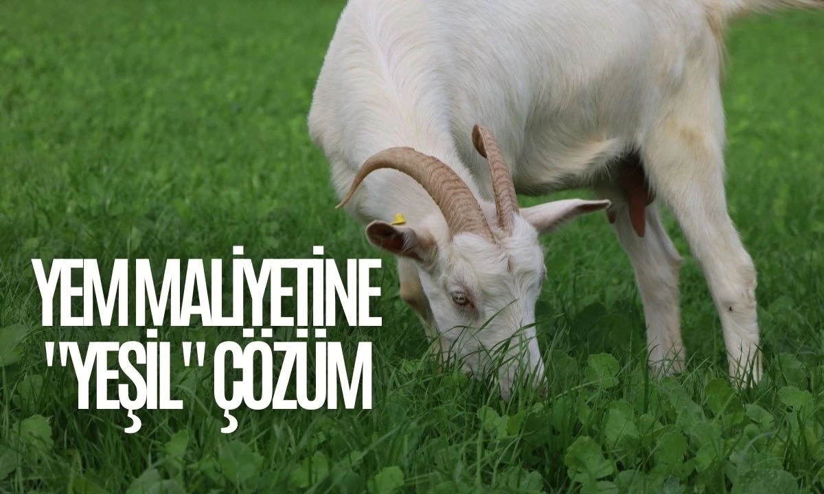 Yem maliyetine "yeşil" çözüm