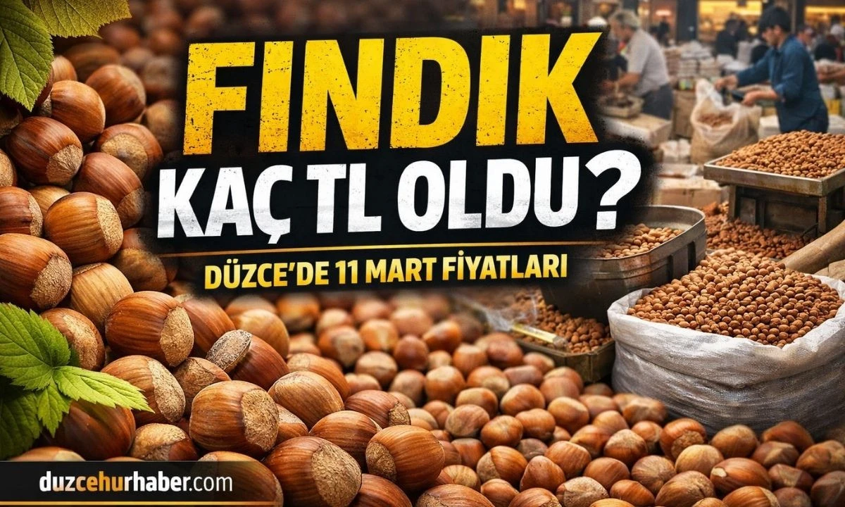 Düzce’de Fındık Fiyatı Açıklandı! 11 Mart 2026 Güncel Rakamlar Üreticiyi Şaşırttı