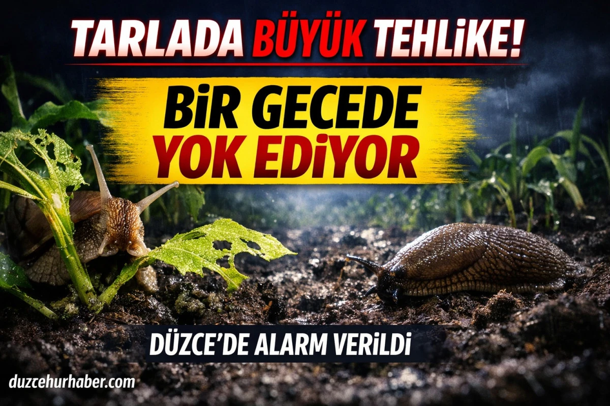 Düzce’de Salyangoz ve Sümüklü Böcek Alarmı! Üreticilere Kritik Uyarı
