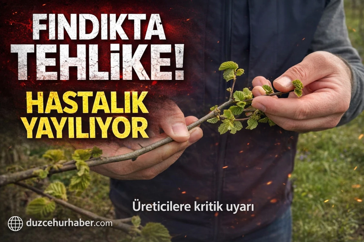 Düzce’de fındık üreticilerine kritik uyarı: hastalık riski arttı