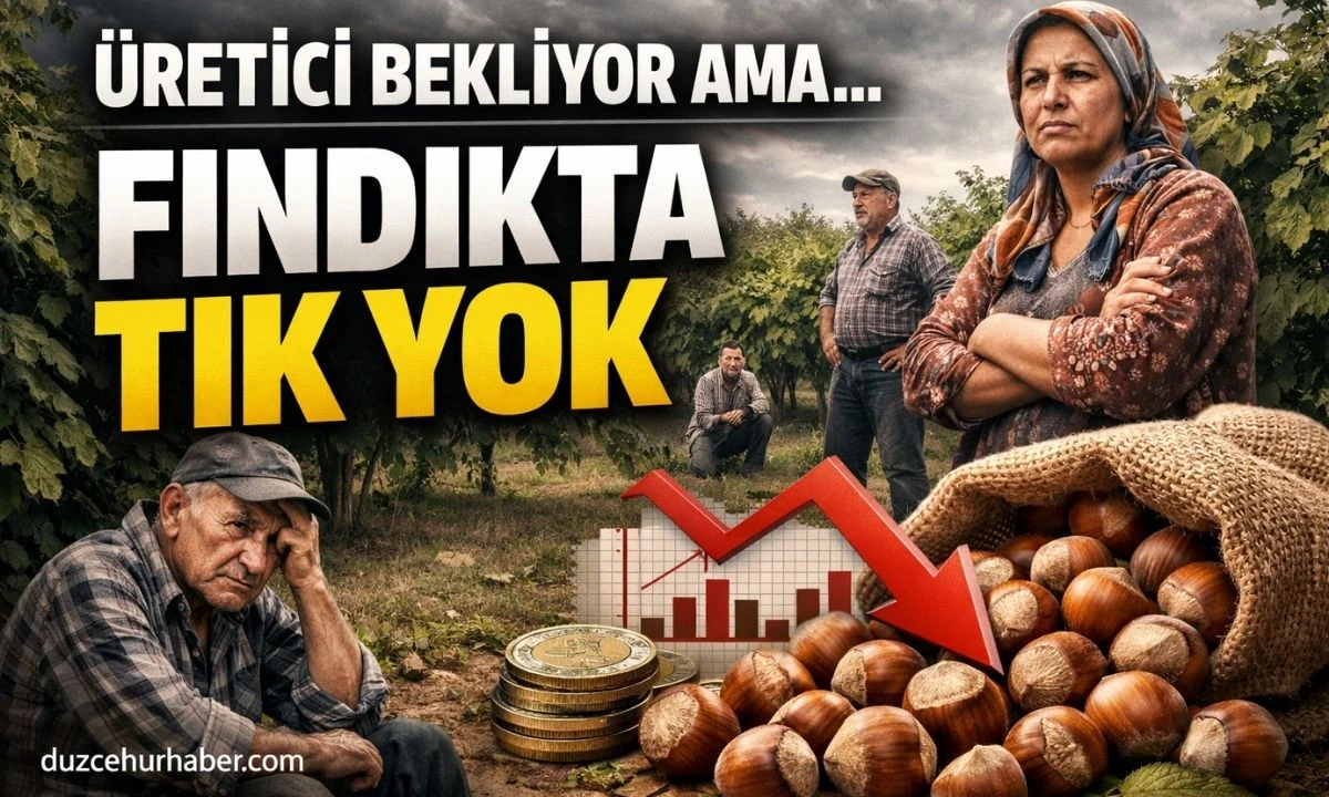 Düzce Fındık Fiyatları 10 Nisan 2026 Bugün: Piyasada Son Gelişmeler, İlçe İlçe Güncel Liste