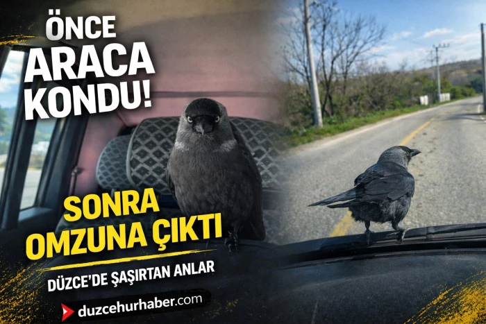 Sileceğe konan karga sürücü ile kilometrelerce yolculuk yaptı