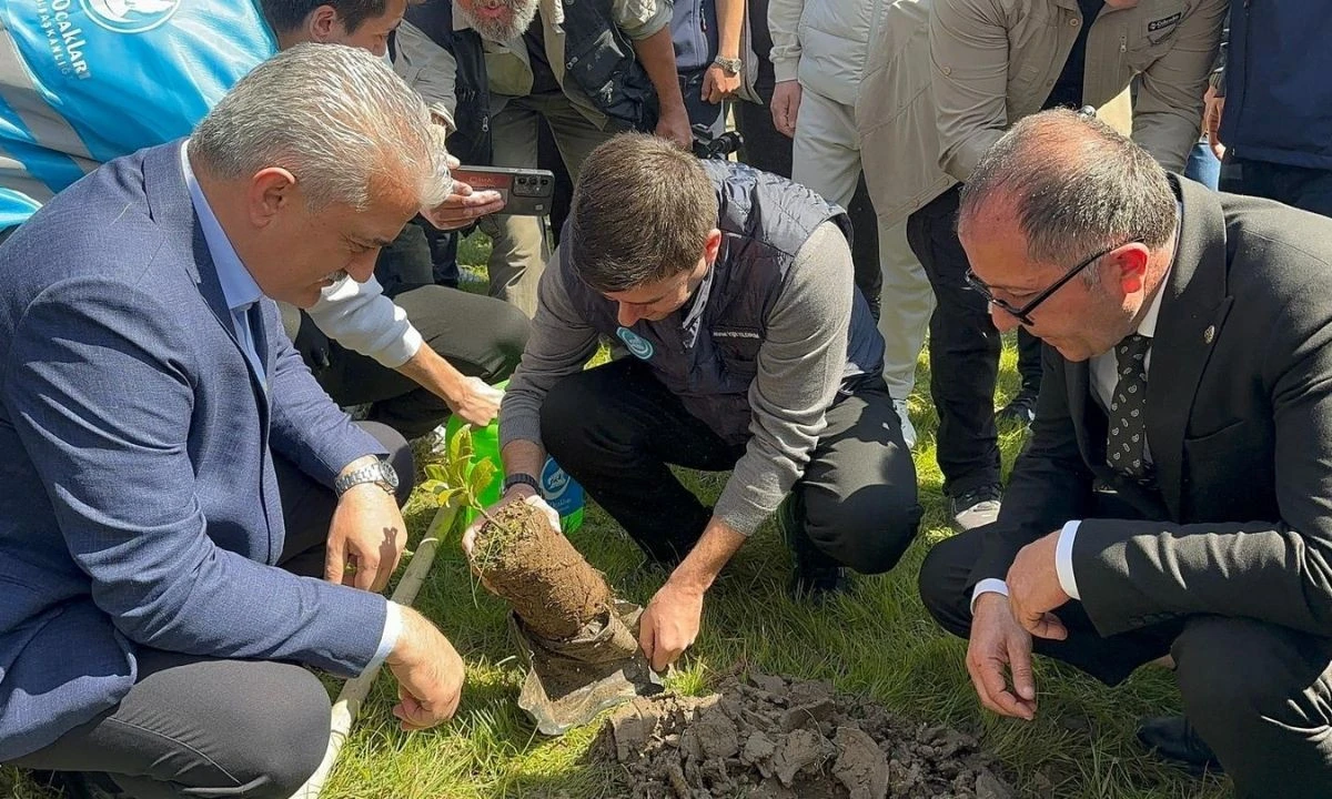 Düzce’de Hatıra Ormanına 250 Fidan Dikildi