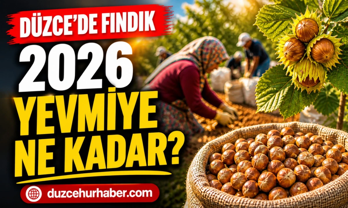 Düzce’de Fındık İşçi Yevmiyesi 2026: Günlük Ücretler Ne Kadar Oldu?