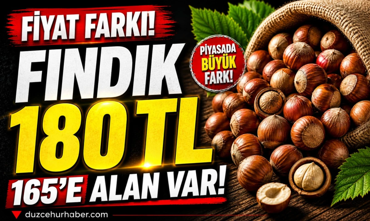 Düzce Fındık Fiyatları 4 Mayıs 2026: 165 – 180 TL Arasında Büyük Fark