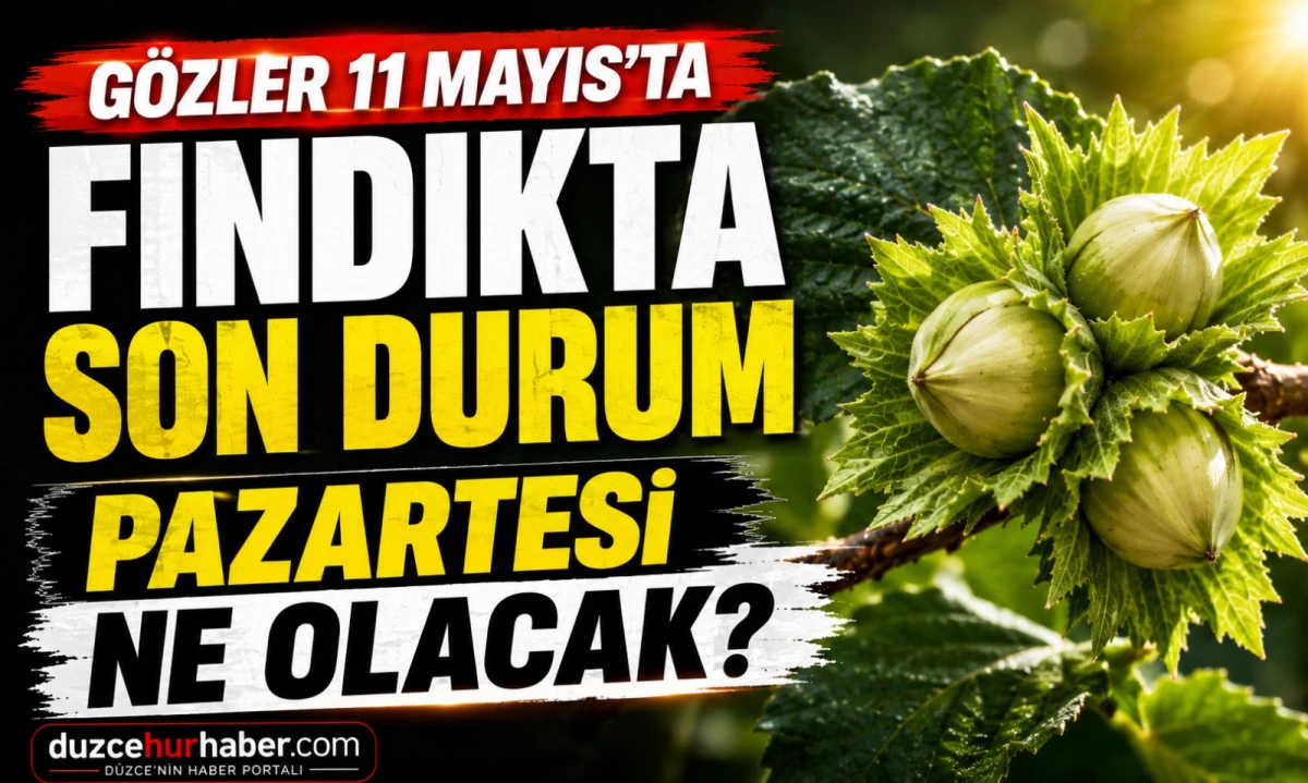 Düzce Fındık Fiyatları 9 Mayıs 2026: Gözler 11 Mayıs Pazartesi Piyasasında