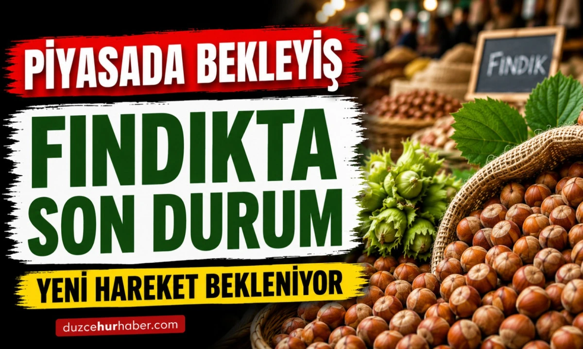 Düzce Fındık Fiyatları 15 Mayıs 2026: Piyasada Bekleyiş Sürüyor