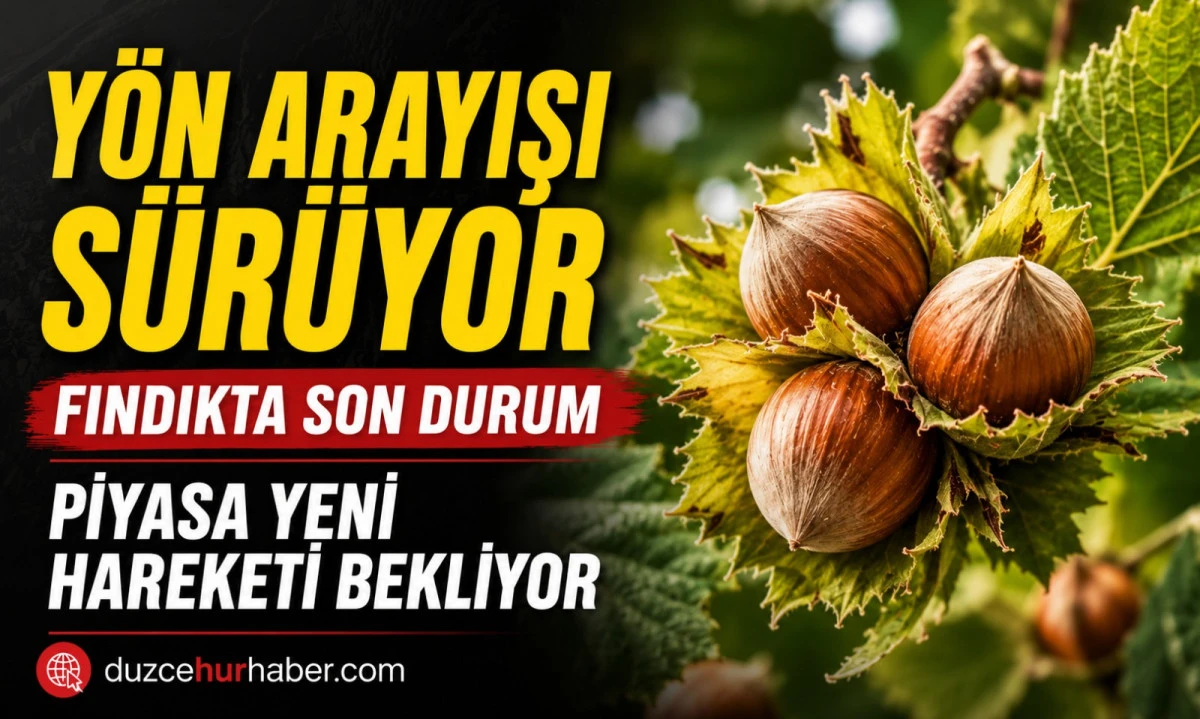 Düzce Fındık Fiyatları 21 Mayıs 2026: Piyasada Yön Arayışı Sürüyor