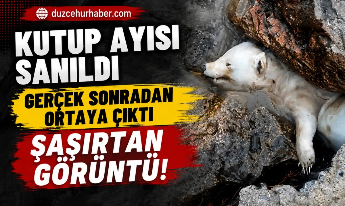 Karadeniz Kıyısında Kutup Ayısı Sanıldı! Gerçek Sonradan Ortaya Çıktı