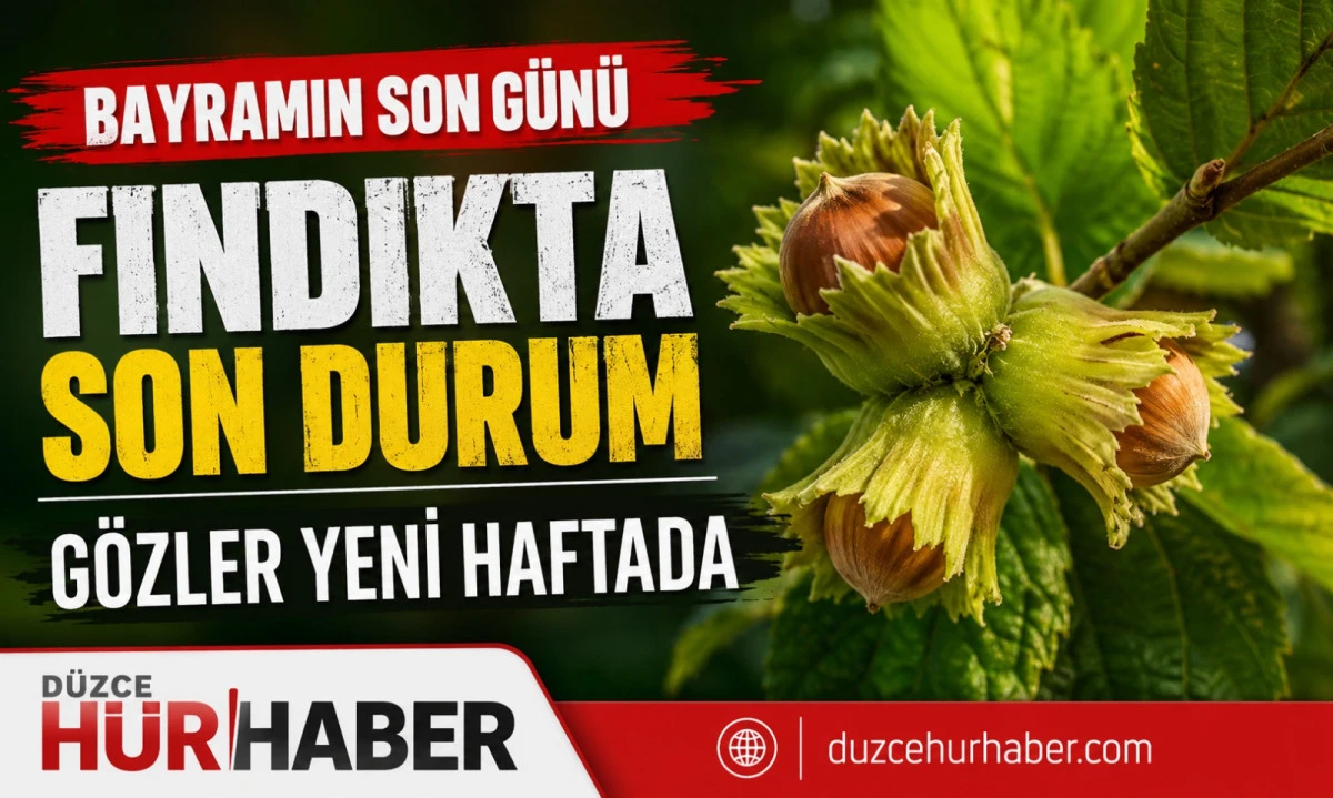 Düzce Fındık Fiyatları 30 Mayıs 2026: Bayramın Son Gününde Piyasada Son Durum