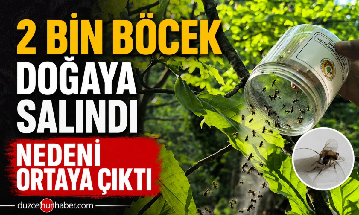 Akçakoca'da Doğaya 2 Bin Böcek Bırakıldı: Nedeni Şaşırttı