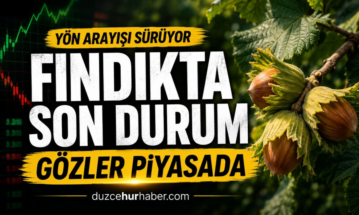 Düzce Fındık Fiyatları 4 Haziran 2026: Piyasada Yön Arayışı Devam Ediyor
