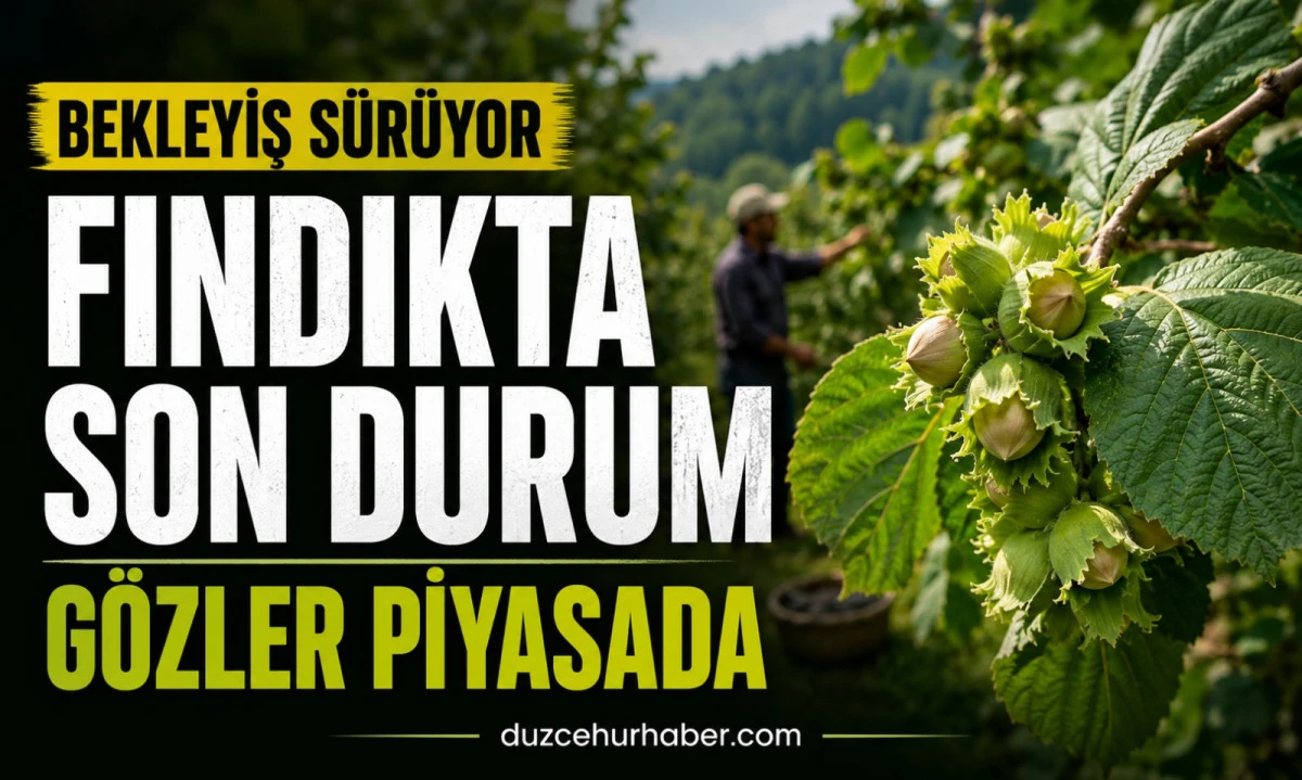 Düzce Fındık Fiyatları 10 Haziran 2026: Piyasada Bekleyiş Devam Ediyor