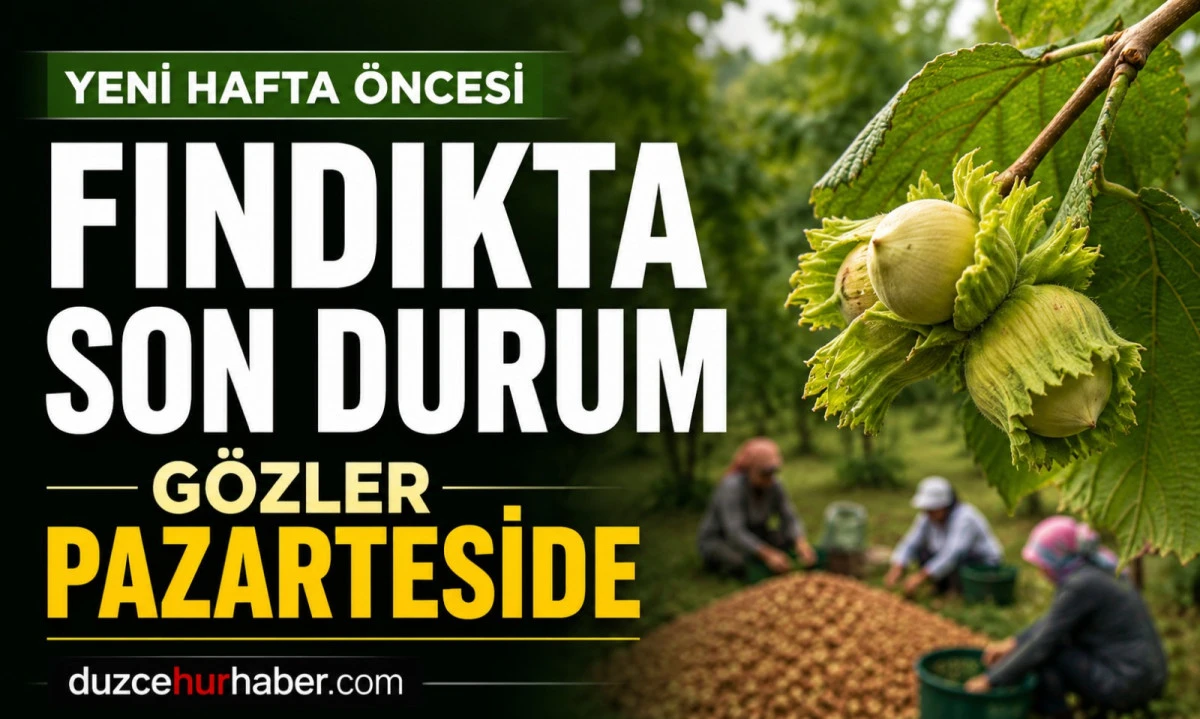 Düzce Fındık Fiyatları 13 Haziran 2026: Yeni Hafta Öncesi Bekleyiş Sürüyor