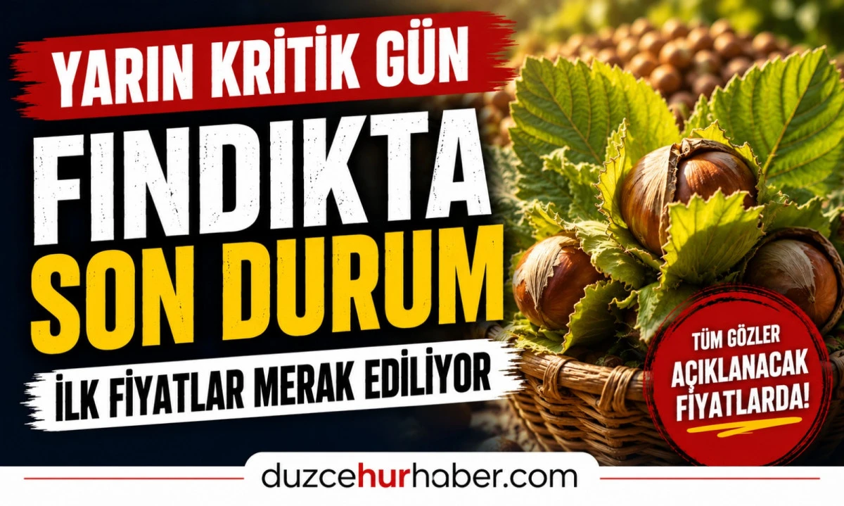 Düzce Fındık Fiyatları 14 Haziran 2026: Gözler Yarın Açıklanacak İlk Fiyatlarda