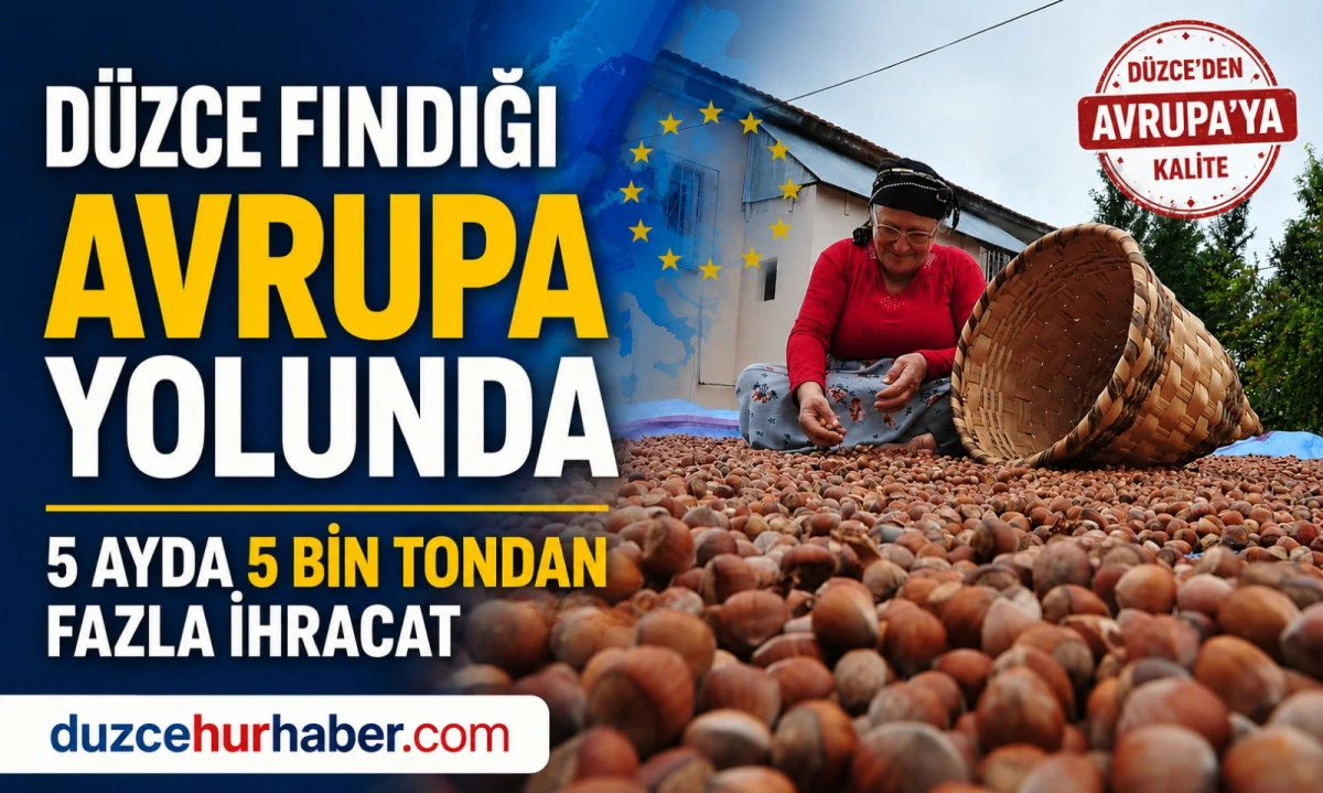 Düzce Fındığı Avrupa Sofralarına Ulaşmaya Devam Ediyor