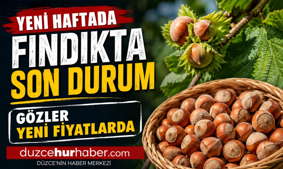 Düzce Fındık Fiyatları 16 Haziran 2026: Piyasada Gözler Yeni Fiyatlarda