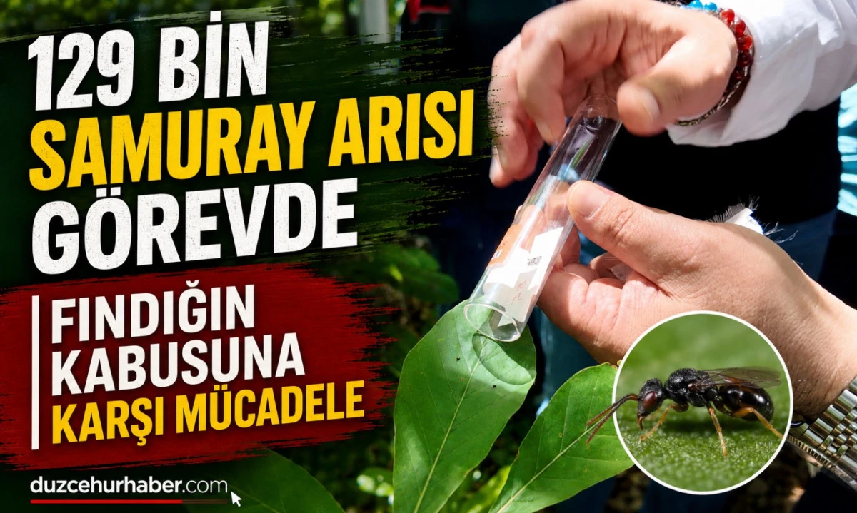 Fındığın Kabusuna Karşı 129 Bin Samuray Arısı Göreve Çıktı
