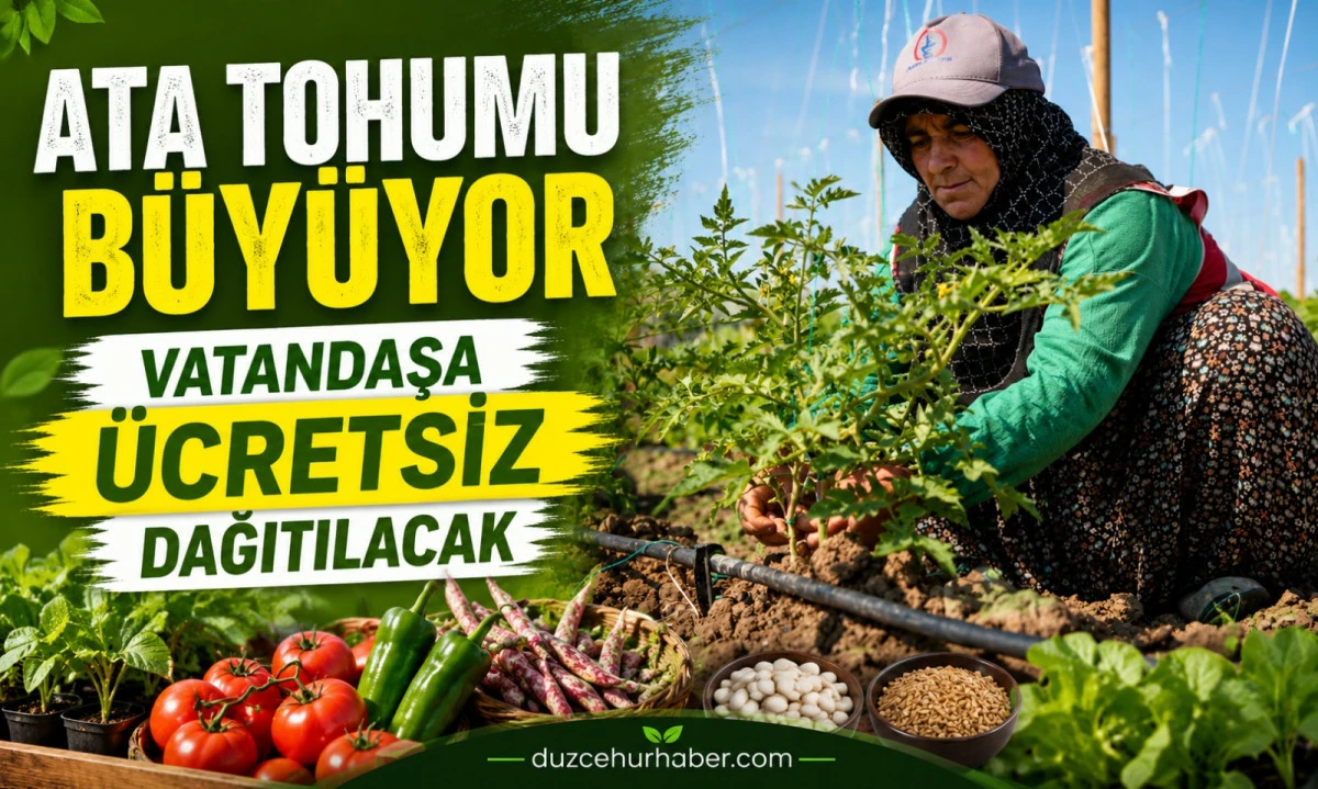 Düzce’de Ata Tohumu Seferberliği: Ücretsiz Dağıtılacak