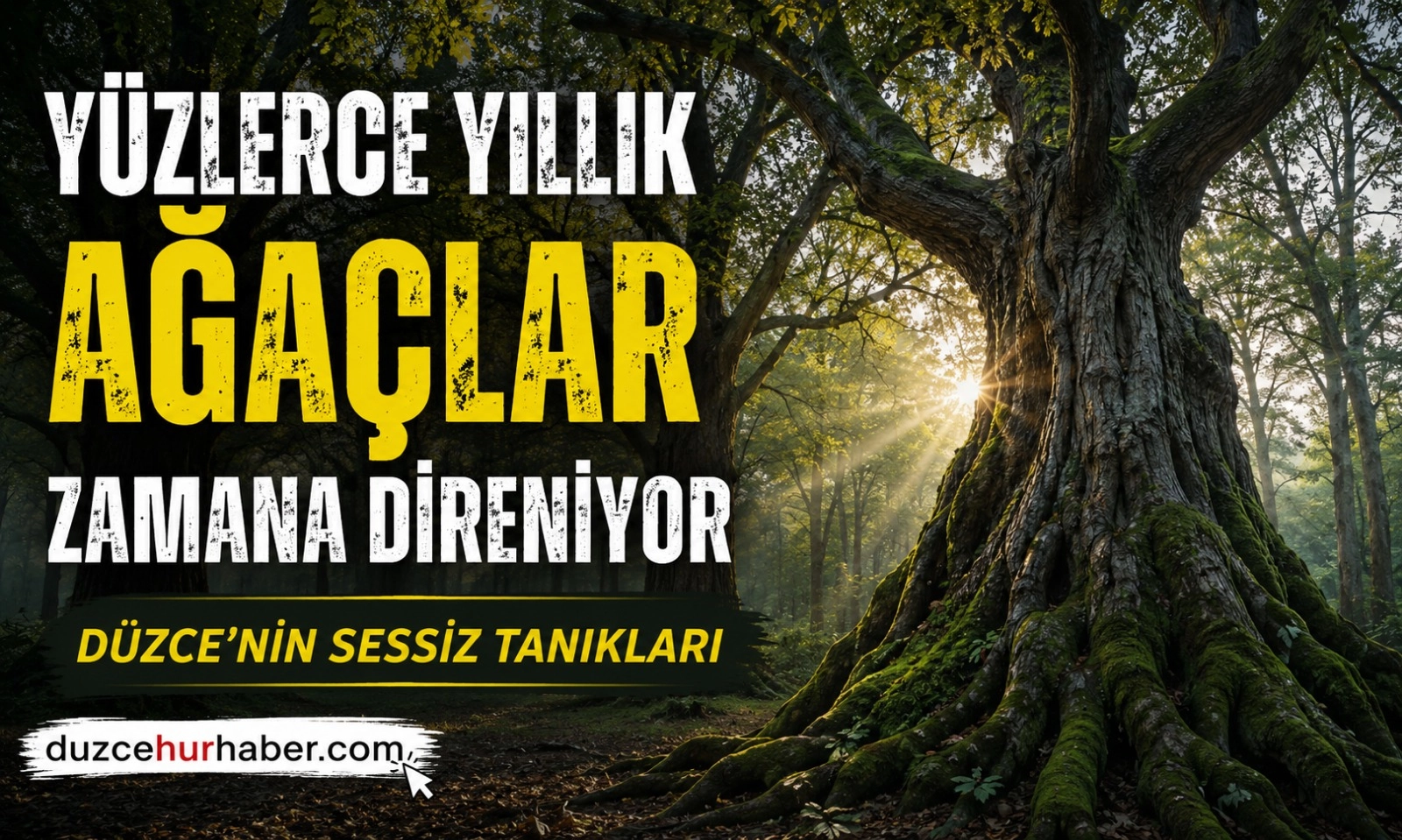 Düzce’nin Sessiz Tanıkları: Yüzlerce Yıllık Ağaçlar Zamana Direniyor