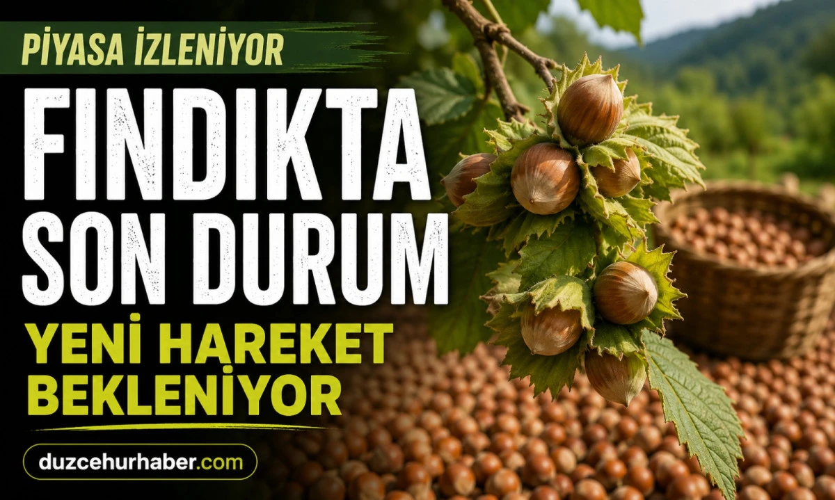Düzce Fındık Fiyatları 18 Haziran 2026: Piyasada Gözler Yeni Haftaya Çevrildi