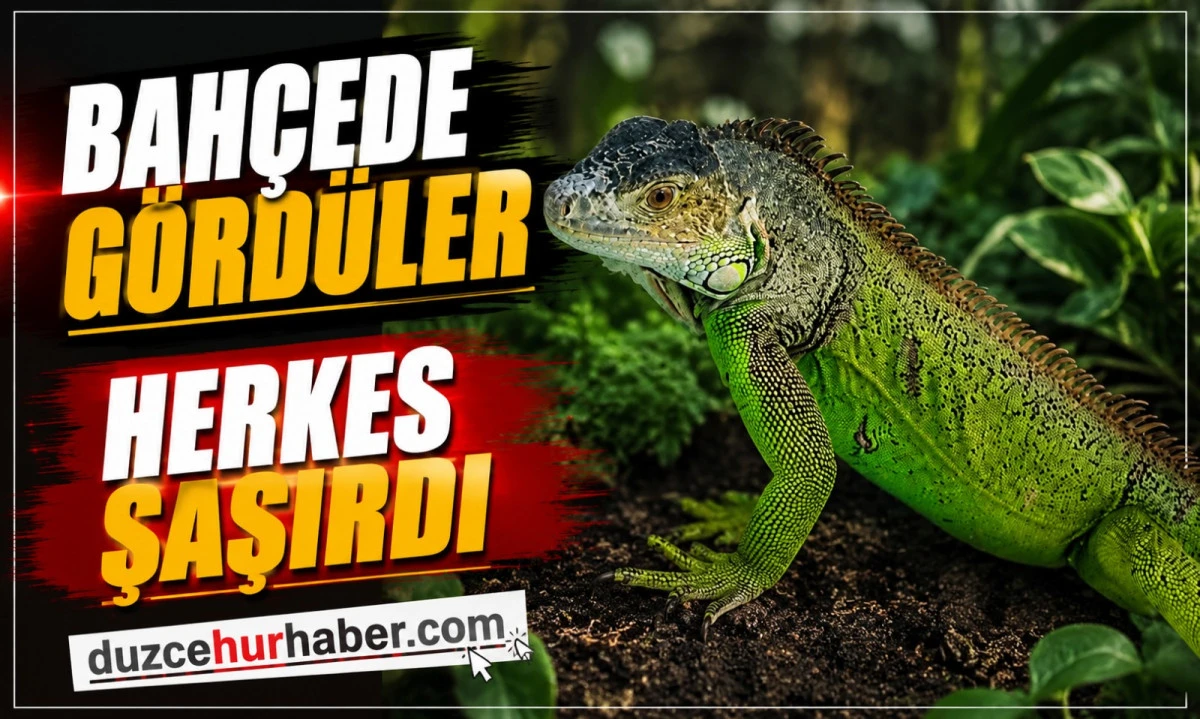 Çilimli'de Bahçede İguana Bulundu