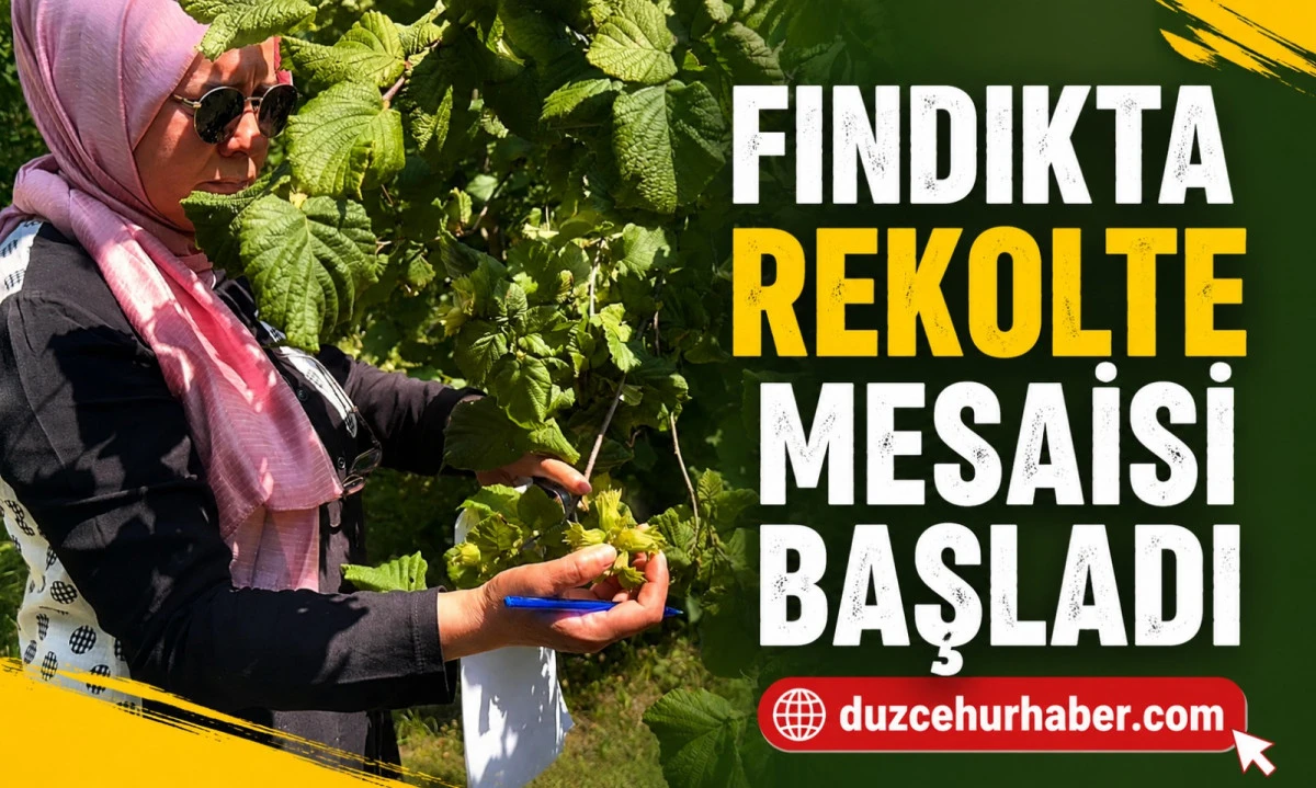 Düzce'de 2026 Fındık Rekolte Tespit Çalışmaları Başladı