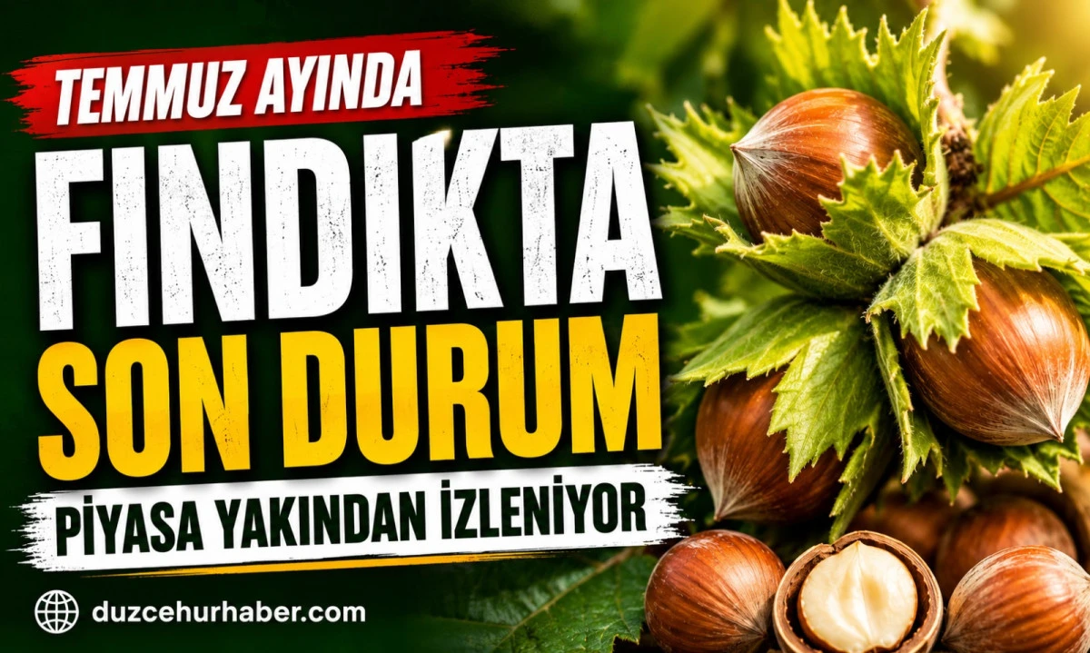 Düzce Fındık Fiyatları 2 Temmuz 2026: Temmuz Ayında Piyasada Son Durum
