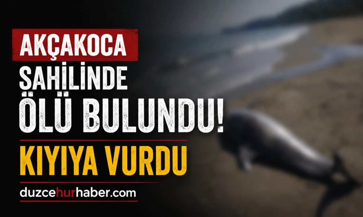 Sahilde Üzen Görüntü