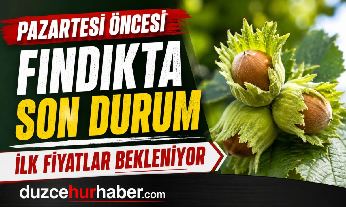 Düzce Fındık Fiyatları 4 Temmuz 2026: Pazartesi Öncesi Piyasada Son Durum