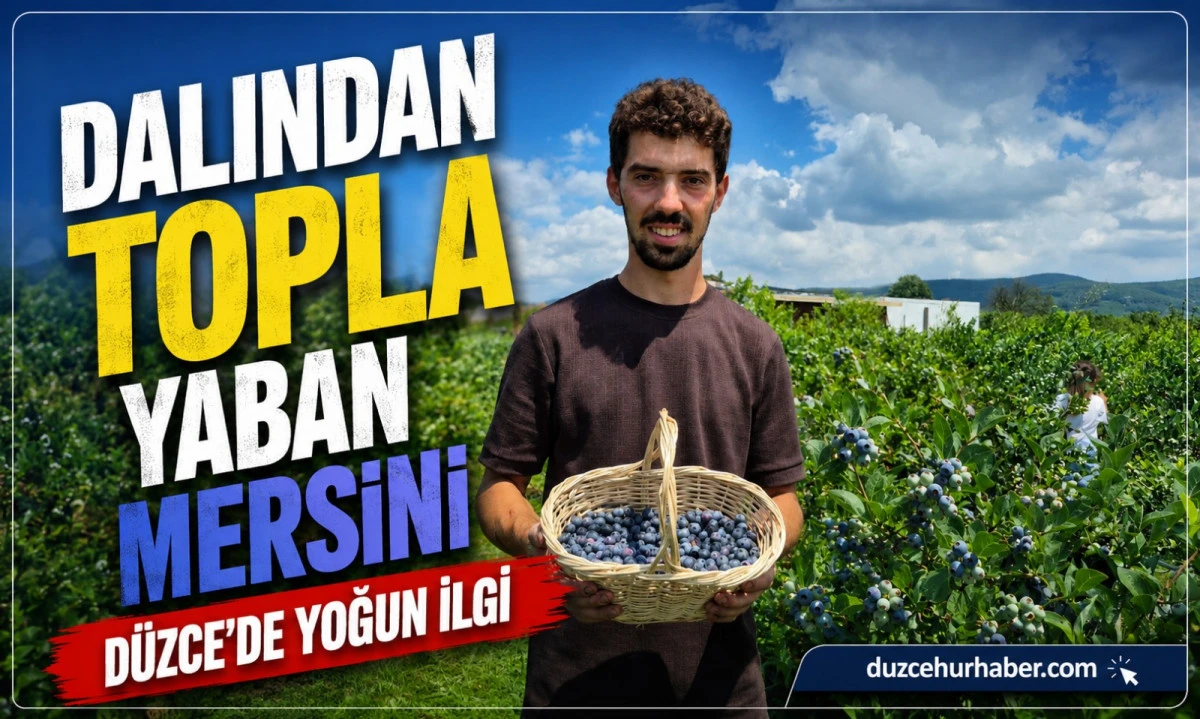 Fındığa Alternatif Aradı, 4 Yılda 10 Dönümden 60 Dönüme Ulaştı