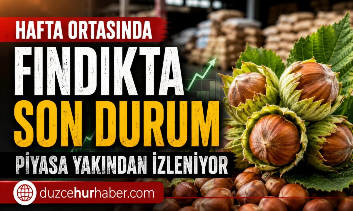 Düzce Fındık Fiyatları 8 Temmuz 2026: Hafta Ortasında Piyasada Son Durum