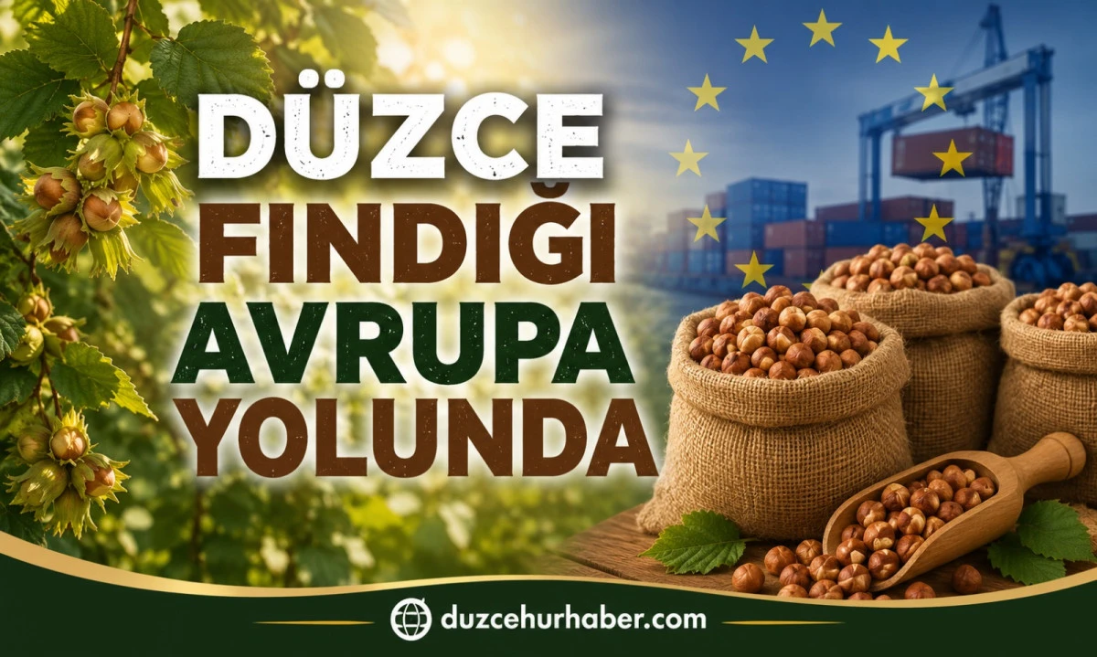 Düzce'den AB Ülkelerine 6 Ayda Yaklaşık 6 Bin Ton Fındık İhracatı